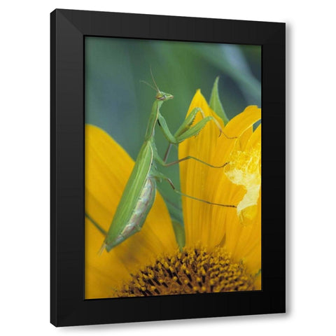 Female praying mantis with egg sac on sunflower Black Modern Wood Framed Art Print with Double Matting by Rotenberg, Nancy
