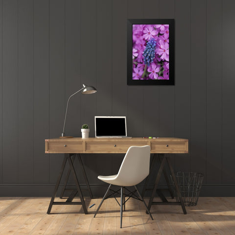 Grape Hyacinth in Phlox in garden Black Modern Wood Framed Art Print by Rotenberg, Nancy