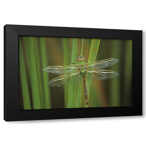 Green Darner dragonfly on Reeds Black Modern Wood Framed Art Print with Double Matting by Rotenberg, Nancy