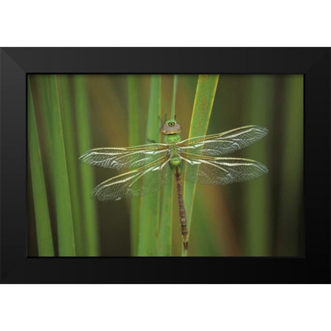 Green Darner dragonfly on Reeds Black Modern Wood Framed Art Print by Rotenberg, Nancy