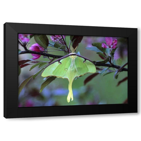 Luna Moth on Cherry Tree in Spring Black Modern Wood Framed Art Print by Rotenberg, Nancy