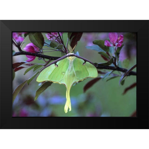 Luna Moth on Cherry Tree in Spring Black Modern Wood Framed Art Print by Rotenberg, Nancy