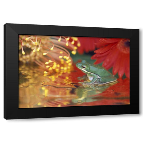 Frog and reflections among flowers Black Modern Wood Framed Art Print by Rotenberg, Nancy