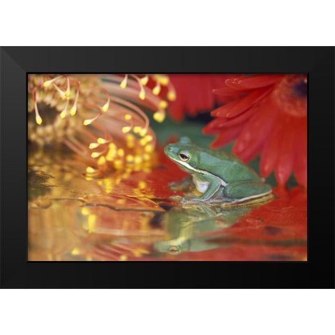 Frog and reflections among flowers Black Modern Wood Framed Art Print by Rotenberg, Nancy
