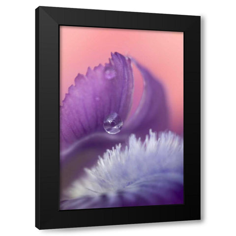 Iris Petal Close-up Black Modern Wood Framed Art Print with Double Matting by Rotenberg, Nancy
