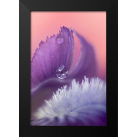 Iris Petal Close-up Black Modern Wood Framed Art Print by Rotenberg, Nancy