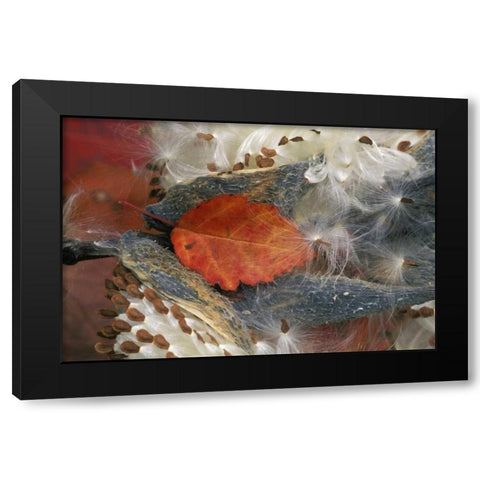 Autumn Leaf in Milkweed Black Modern Wood Framed Art Print with Double Matting by Rotenberg, Nancy