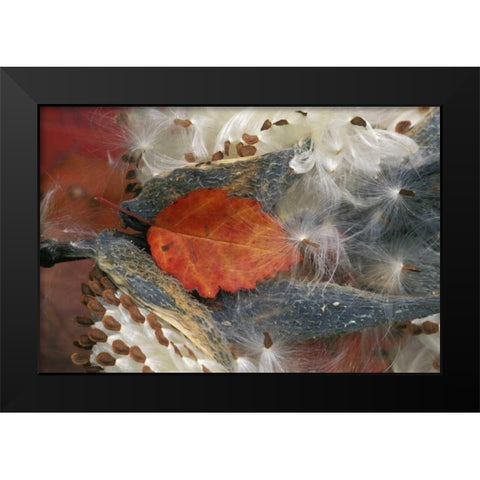 Autumn Leaf in Milkweed Black Modern Wood Framed Art Print by Rotenberg, Nancy