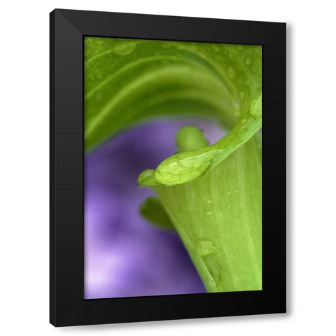 Of Jack-in-the-Pulpit with violet background Black Modern Wood Framed Art Print with Double Matting by Rotenberg, Nancy