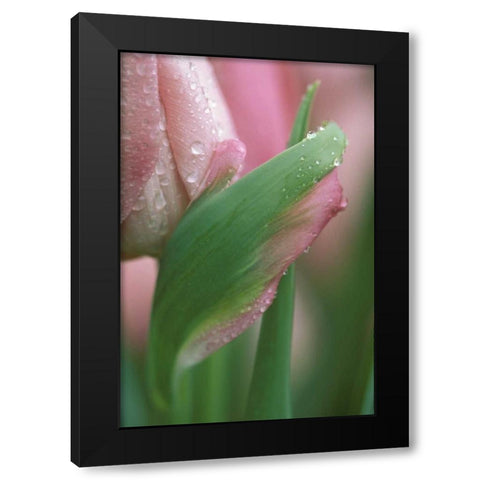 Pink tulip close-up, in garden Black Modern Wood Framed Art Print by Rotenberg, Nancy