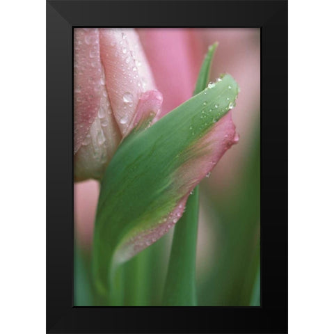Pink tulip close-up, in garden Black Modern Wood Framed Art Print by Rotenberg, Nancy