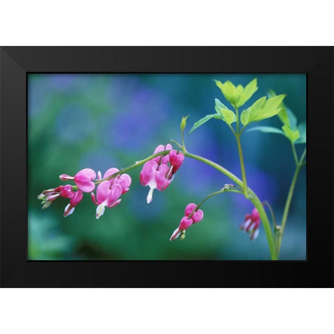 Pink bleeding hearts in garden Black Modern Wood Framed Art Print by Rotenberg, Nancy