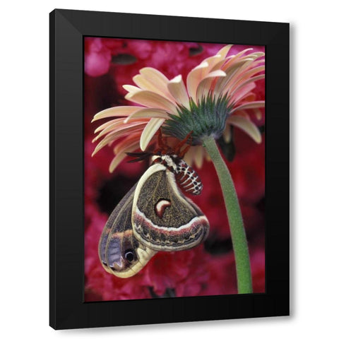 Cecropia on gerbera, pink azalea background Black Modern Wood Framed Art Print with Double Matting by Rotenberg, Nancy
