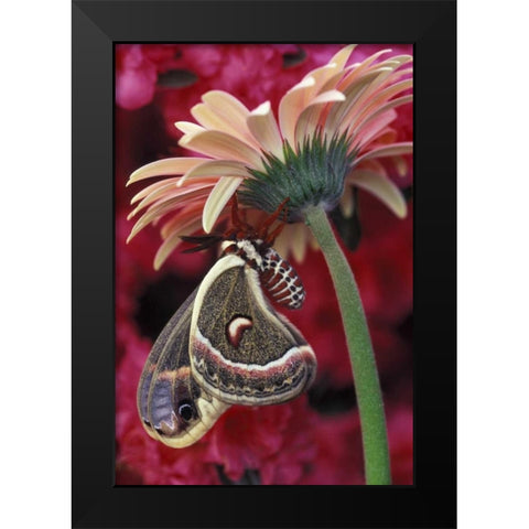Cecropia on gerbera, pink azalea background Black Modern Wood Framed Art Print by Rotenberg, Nancy