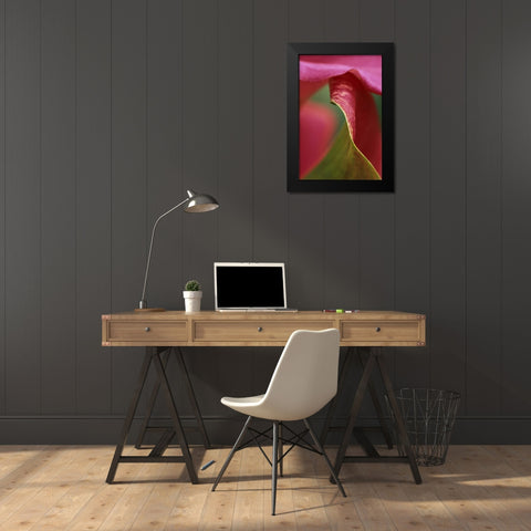 Pink calla lily, close-up Black Modern Wood Framed Art Print by Rotenberg, Nancy