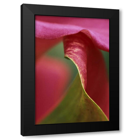 Pink calla lily, close-up Black Modern Wood Framed Art Print by Rotenberg, Nancy