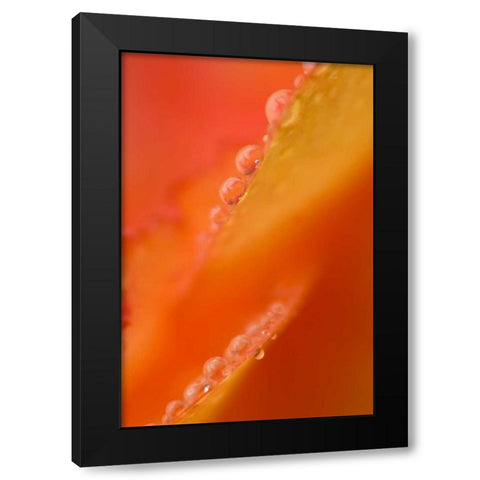 Petals with dew drops close-up Black Modern Wood Framed Art Print with Double Matting by Rotenberg, Nancy