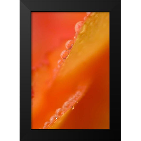 Petals with dew drops close-up Black Modern Wood Framed Art Print by Rotenberg, Nancy