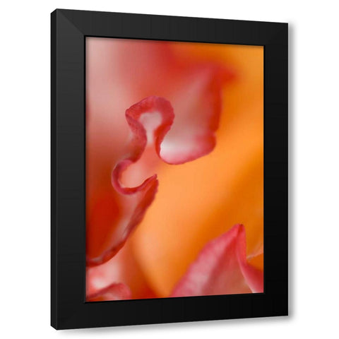 Flower petal edges Black Modern Wood Framed Art Print with Double Matting by Rotenberg, Nancy