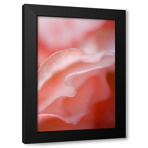 Flower petal edges Black Modern Wood Framed Art Print by Rotenberg, Nancy