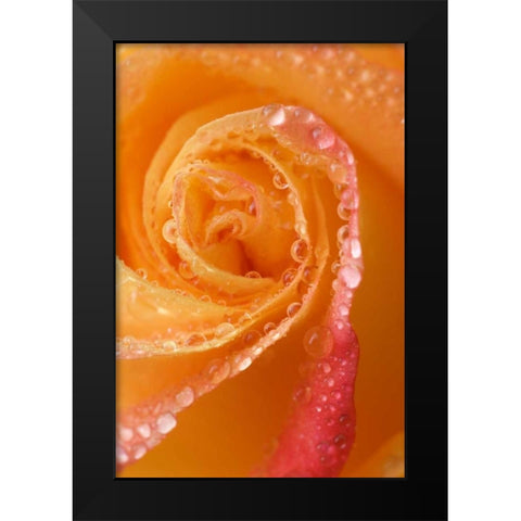 Rose close-up with dew Black Modern Wood Framed Art Print by Rotenberg, Nancy