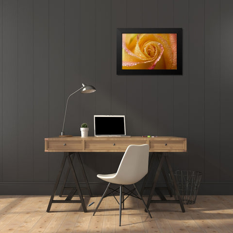 Rose close-up with dew Black Modern Wood Framed Art Print by Rotenberg, Nancy