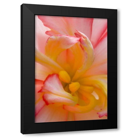 Begonia close-up pattern Black Modern Wood Framed Art Print with Double Matting by Rotenberg, Nancy