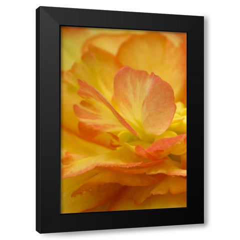 Begonia close-up Black Modern Wood Framed Art Print by Rotenberg, Nancy