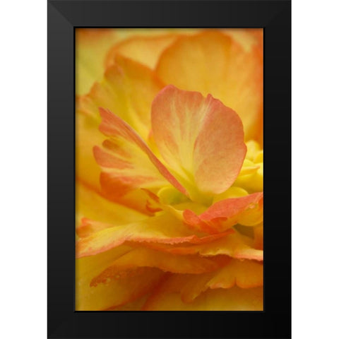 Begonia close-up Black Modern Wood Framed Art Print by Rotenberg, Nancy