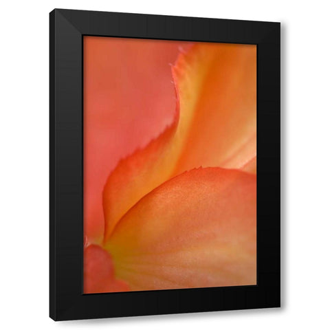 Begonia Petal Close-up Black Modern Wood Framed Art Print by Rotenberg, Nancy
