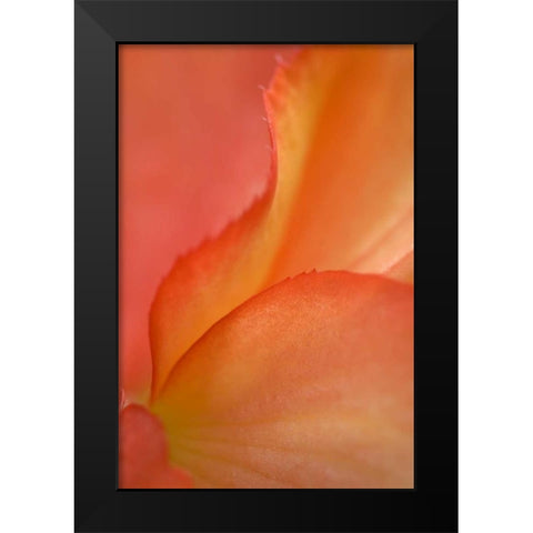 Begonia Petal Close-up Black Modern Wood Framed Art Print by Rotenberg, Nancy