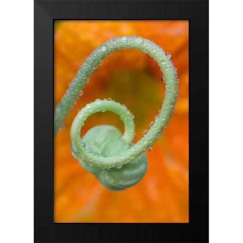 Nasturtium curl with rain Black Modern Wood Framed Art Print by Rotenberg, Nancy