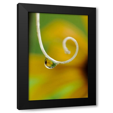 Rain drop with flower reflected Black Modern Wood Framed Art Print with Double Matting by Rotenberg, Nancy