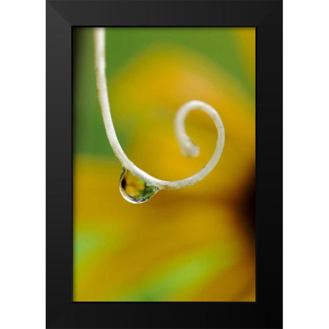 Rain drop with flower reflected Black Modern Wood Framed Art Print by Rotenberg, Nancy