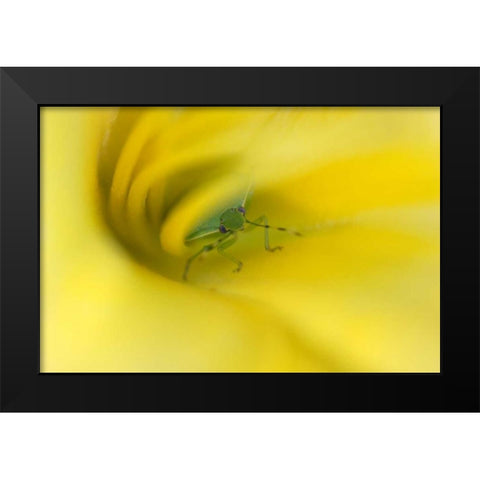 Shield Bug in Lily Black Modern Wood Framed Art Print by Rotenberg, Nancy
