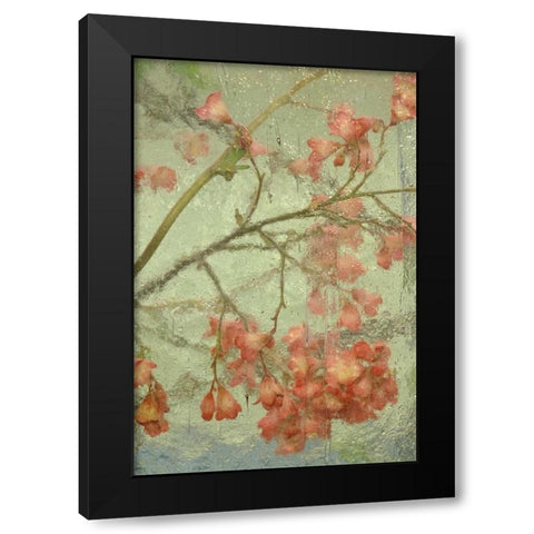Pentstemon flower behind glass Black Modern Wood Framed Art Print with Double Matting by Rotenberg, Nancy