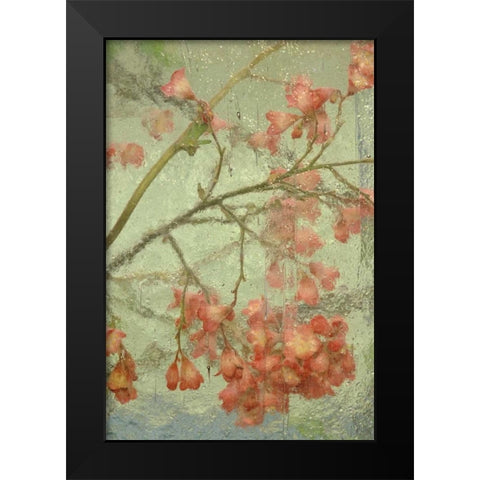 Pentstemon flower behind glass Black Modern Wood Framed Art Print by Rotenberg, Nancy