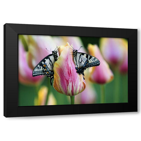 Two Eastern Tiger Swallowtail Butterfly on Tulip Black Modern Wood Framed Art Print by Rotenberg, Nancy