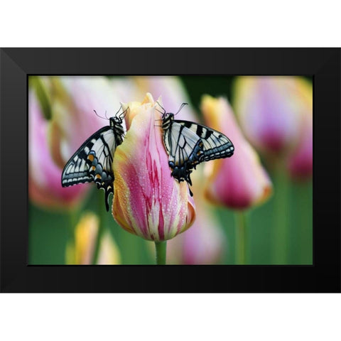 Two Eastern Tiger Swallowtail Butterfly on Tulip Black Modern Wood Framed Art Print by Rotenberg, Nancy