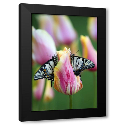 Swallowtail Butterflies on Tulip in the Morning Black Modern Wood Framed Art Print by Rotenberg, Nancy