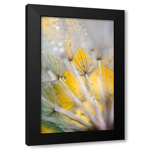 Seedhead with Raindrops Black Modern Wood Framed Art Print with Double Matting by Rotenberg, Nancy