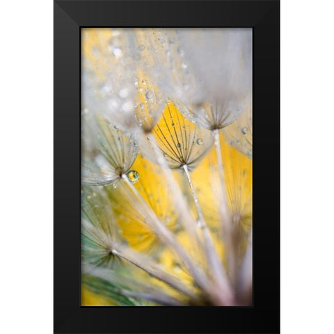 Seedhead with Raindrops Black Modern Wood Framed Art Print by Rotenberg, Nancy