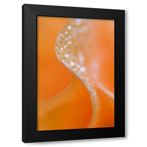 Abstract flower close-up Black Modern Wood Framed Art Print by Rotenberg, Nancy