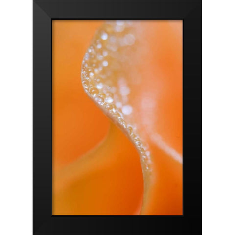 Abstract flower close-up Black Modern Wood Framed Art Print by Rotenberg, Nancy