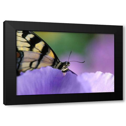 Swallowtail Butterfly on Petunia in Garden Black Modern Wood Framed Art Print with Double Matting by Rotenberg, Nancy