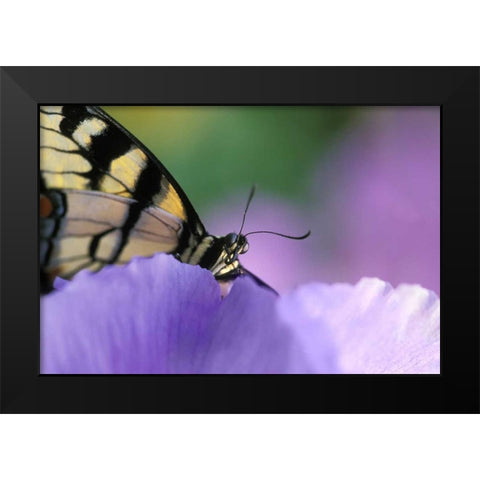 Swallowtail Butterfly on Petunia in Garden Black Modern Wood Framed Art Print by Rotenberg, Nancy