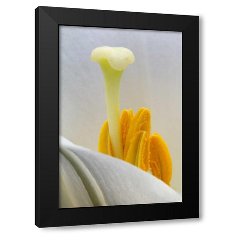Lily stamen close-up Black Modern Wood Framed Art Print by Rotenberg, Nancy