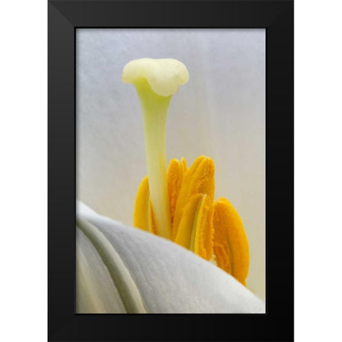 Lily stamen close-up Black Modern Wood Framed Art Print by Rotenberg, Nancy