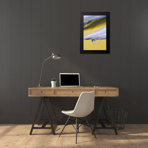 Flower petal with drop and reflection Black Modern Wood Framed Art Print by Rotenberg, Nancy