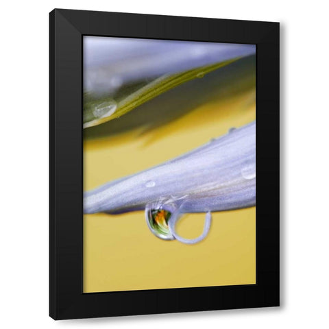 Flower petal with drop and reflection Black Modern Wood Framed Art Print by Rotenberg, Nancy